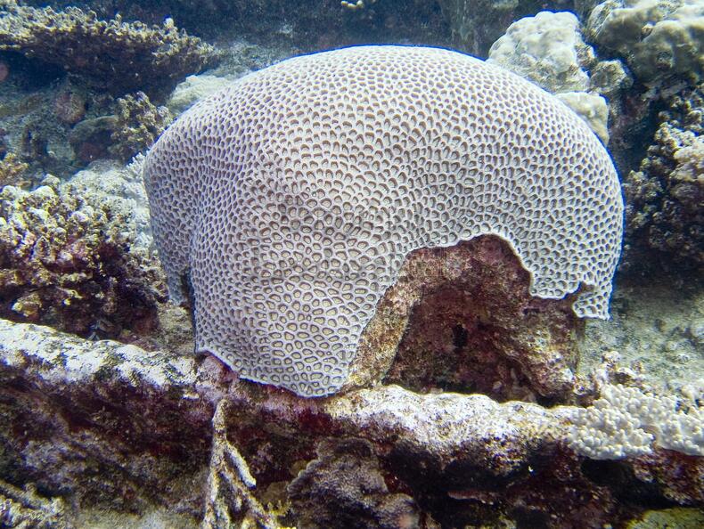 DSCF8206 ockovany koral.jpg
